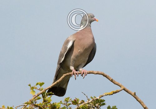 Woodpigeon DM1843